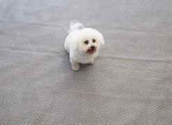 Isabella Awning Carpet - 3.5m Depth -Camping Adventure Deals Store 3 isabella awning carpet flint lifestyle 27 1